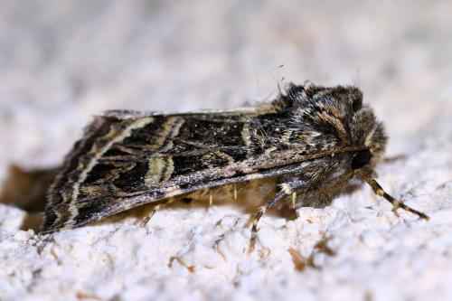 Leucochlaena oditis